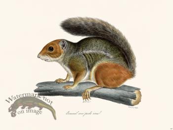 Cuvier 268 Squirrel Red Feet